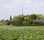 17_21654 Gemsefeld in Hamburg Moorfleet - verschiedene Gemse- und Salatpflanzen auf einem Feld in Hamburg Moorfleet - im Hintergrund der Kirchenturm der Moorfleeter St. Nikolaikirche. www.hamburg-fotograf.com