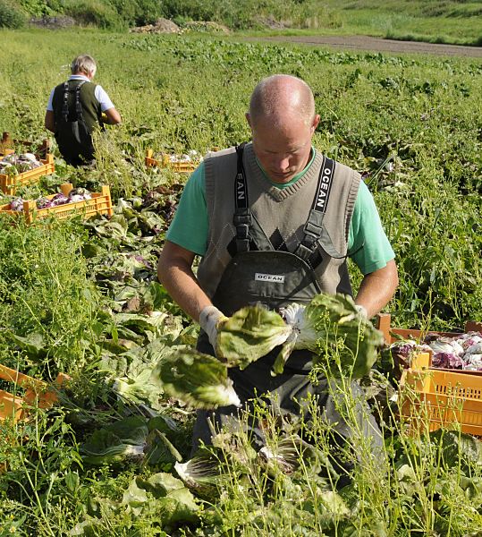 Gemsefeld in den Hamburger Vier- und Marschlanden, dem Gemsegarten Hamburgs. Kohlernte - die Bltter des Kohls werden noch auf dem Feld entfernt und der frische Kohl in Kisten gelegt. Foto - Kohlernte in Hamburgs Gemsegarten Vier- Marschlande