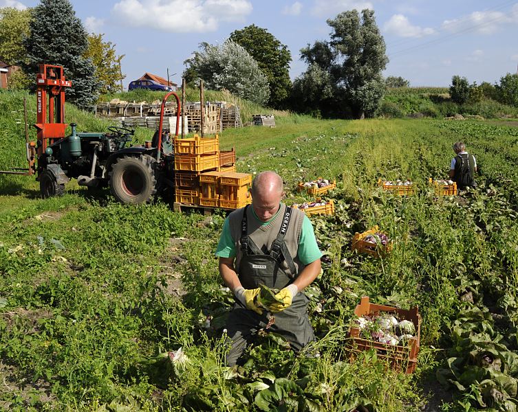 Auf einem Kohlfeld in den Vierlanden, Marschlanden im Hamburger Bezirk Bergedorf wird der frische Kohl geerntet. Noch vor Ort werden die Aussenbltter von Hand entfernt und der Kohlkopf in Kisten verstaut. Mit einem kleinen kleinen Trecker werden dann die gefllten Kisten zum Bauernhof transportiert, um dann am nchsten Morgen auf dem Gemsegrossmarkt oder direkt an Restaurants verkauft zu werden  Bilder von der Kohlernte in den Vierlanden, Marschlanden im Bezirk Hamburg Bergedorf