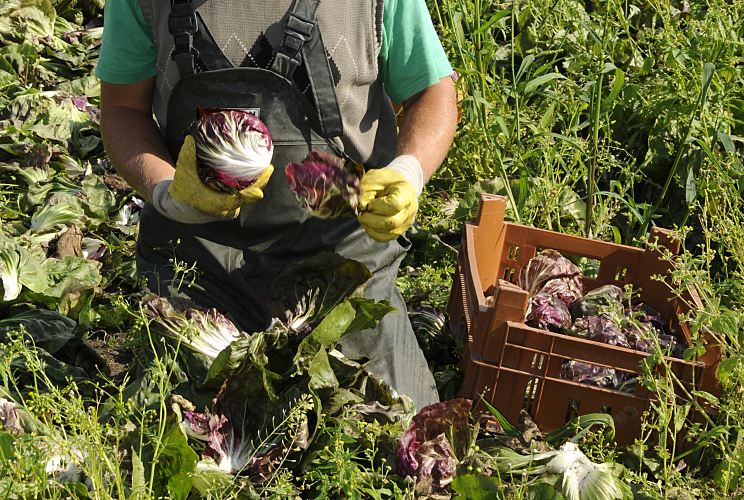 Auf einem Kohlfeld in den Vierlanden, Marschlanden im Hamburger Bezirk Bergedorf wird der frische Kohl geerntet. Noch vor Ort werden die Aussenbltter von Hand entfernt und der Kohlkopf in Kisten verstaut, um auf dem Gemsegrossmarkt oder direkt an Restaurants oder Endverbraucher auf dem Wochenmarkt verkauft zu werden.  Fotografie der Kohlernte in den Hamburger Vierlanden, Marschlanden, Bergedorf.