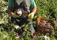 17_21657 Auf einem Kohlfeld in den Vierlanden, Marschlanden im Hamburger Bezirk Bergedorf wird der frische Kohl geerntet. Noch vor Ort werden die Aussenbltter von Hand entfernt und der Kohlkopf in Kisten verstaut. Mit einem kleinen kleinen Trecker werden dann die gefllten Kisten zum Bauernhof transportiert, um dann am nchsten Morgen auf dem Gemsegrossmarkt oder direkt an Restaurants verkauft zu werden. www.hamburg-fotograf.com