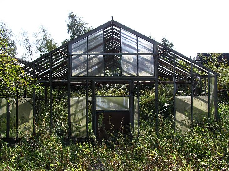 Aufgrund hoher Heizkosten mussten Grtnereien auch in den  Hamburger Vier- und Marschlanden glsernen Gewchshuser aufgeben. Die Glasscheiben vom Glashaus sind fast alle zerstrt - hoch wuchert das Gestrpp und Wildkraut jetzt in dem verlassenen Treibhaus. Bild vom stillgelegten Treibhaus, hoch wucherndes Gestrpp / Wildkraut im Gewchshaus