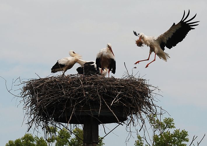 Storchennest in den Hamburger Vier- und Marschlanden. Die Jungstrche sind noch nicht flgge und befinden sich noch im Nest; re. steht ein Elternteil und beobachtet den Anflug des Partners. Er ? hat Material zum Nestbau im Schnabel. In Brutsaison z.B. 2007 zogen im Hamburger Raum 15 Storchenpaare insgesamt 33 Jungvgel gross. Jedes Storchenpaar bentigt in Horstnhe ca. 20 ha feuchtes Grnland, um die Jungstrche satt zu kriegen  Bilder vom Storchennest im Bezirk Hamburg Bergedorf - Storch im Anflug 