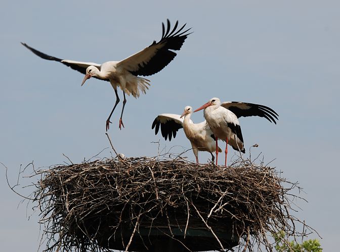 Storchennest in den Hamburger Vier- und Marschlanden. Die Jungstrche sind noch nicht flgge und befinden sich noch im Nest; die jungen Strche werden Ende Juli flgge, d. h. sie beginnen zu fliegen. Hier machen sie mit ihren Flgeln Bewegungsbungen, verlassen aber noch nicht den sicheren Nistplatz. Rechts steht ein ein erwachsener Vogel, der an den roten Beinen und Schnabel zu erkennen ist. In Brutsaison z.B. 2007 zogen im Hamburger Raum 15 Storchenpaare insgesamt 33 Jungvgel gross. Jedes Storchenpaar bentigt in Horstnhe ca. 20 ha feuchtes Grnland, um die Jungstrche satt zu kriegen  Bilder vom Storchennest in den Hamburger Vier- und Marschlanden - Jungstrche 