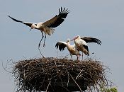 17_21664 Storchennest in den Hamburger Vier- und Marschlanden. Die Jungstrche sind noch nicht flgge und befinden sich noch im Nest; die jungen Strche werden Ende Juli flgge, d. h. sie beginnen zu fliegen. Hier machen sie mit ihren Flgeln Bewegungsbungen, verlassen aber noch nicht den sicheren Nistplatz. Rechts steht ein ein erwachsener Vogel, der an den roten Beinen und Schnabel zu erkennen ist. In Brutsaison z.B. 2007 zogen im Hamburger Raum 15 Storchenpaare insgesamt 33 Jungvgel gross. Jedes Storchenpaar bentigt in Horstnhe ca. 20 ha feuchtes Grnland, um die Jungstrche satt zu kriegen. www.hamburg-fotograf.com