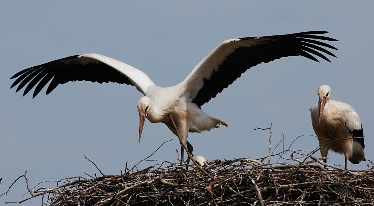 Storchennest in den Hamburger Vier- und Marschlanden. Einer der Jungstrche macht Flugbungen, die Flgel sind weit ausgebreitet. Die Mutter? sieht dem jungen Storch bei seinem Flugversuch zu. Junge Strche werden Ende Juli flgge. In Brutsaison z.B. 2007 zogen im Hamburger Raum 15 Storchen- paare insgesamt 33 Jungvgel gross. Jedes Storchenpaar bentigt in Horstnhe ca. 20 ha feuchtes Grnland, um die Jungstrche satt zu kriegen Fotos vom Storchennest in den Vier- und Marschlanden - Jungstorch, Flugversuch 