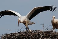 17_21665 Storchennest in den Hamburger Vier- und Marschlanden. Einer der Jungstrche macht Flugbungen, die Flgel sind weit ausgebreitet. Die Mutter? sieht dem jungen Storch bei seinem Flugversuch zu. Junge Strche werden Ende Juli flgge. In Brutsaison z.B. 2007 zogen im Hamburger Raum 15 Storchen- paare insgesamt 33 Jungvgel gross. Jedes Storchenpaar bentigt in Horstnhe ca. 20 ha feuchtes Grnland, um die Jungstrche satt zu kriegen. www.hamburg-fotograf.com