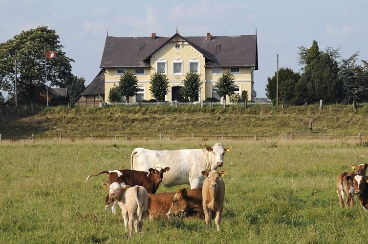 Klber und Khe auf einer Weide in den Hamburger Vier- und Marschlanden. Ein Grnderzeit- Wohnhaus hinter einem alten Elbdeich vor dem die Hamburg Fahne am Fahnenmast weht Bilder aus Hamburg - Bezirk Bergedorf - Wiese mit Khen und Klbern, Wohnhaus 