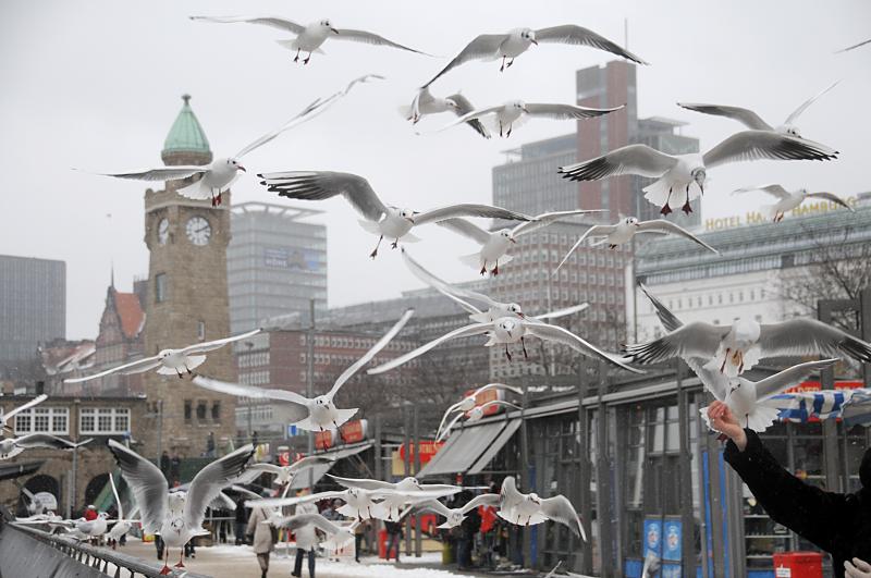 15_5164 Auf der Hafenpromenade der Landungsbrcken fttern Touristen die Mwen. Im Hintergrund der restaurierte Uhr- und Pegelturm der denkmalgeschtzten Anlage. Hamburgs Winter in Bildern -  Touristen fttern Mwen an den St. Pauli Landungsbrcken. 