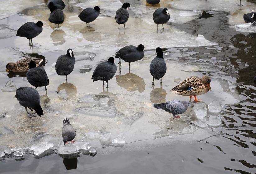 1969 Blesshhner und Enten sitzen auf Eisschollen, die in der Alster schwimmen - auch zwei Tauben haben sich auf dem Eis niedergelassen und suchen nach Futter. 