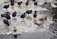 1969 Blesshhner und Enten sitzen auf Eisschollen, die in der Alster schwimmen - auch zwei Tauben haben sich auf dem Eis niedergelassen und suchen nach Futter.