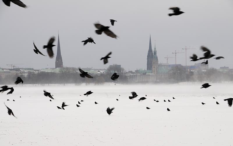 32_4973 Wind wirbelt den Schnee hoch, der auf dem Eis der zugefrorenen Aussenalster liegt - ein Schwarm Krhen fliegt auf, einige sitzen noch auf dem Eis. Auf der anderen Seite der Alster die Trme der St. Petrikirche, dem Rathaus und der Nikolai Kirche. Daneben Baukrne einerr Hamburger Grobaustelle in der Innenstadt. Hamburgfotos vom Winter - ein Schwarm Krhen ber der zugefrorenen Auenalster.