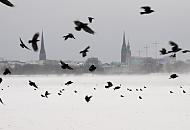 32_4973 Wind wirbelt den Schnee hoch, der auf dem Eis der zugefrorenen Aussenalster liegt - ein Schwarm Krhen fliegt auf, einige sitzen noch auf dem Eis. Auf der anderen Seite der Alster die Trme der St. Petrikirche, dem Rathaus und der Nikolai Kirche. Daneben Baukrne einerr Hamburger Grobaustelle in der Innenstadt.  Hamburgfotos vom Winter - ein Schwarm Krhen ber der zugefrorenen Auenalster.