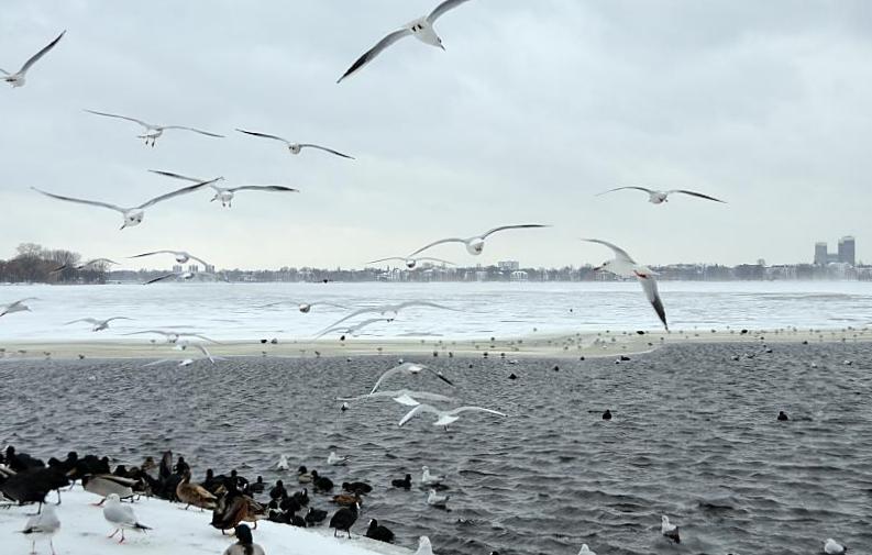 33_5005 Die Aussenalster ist erst teilweise zugefroren; im Bereicht der Kennedybrcke schwimmen Enten und Mwen im offenen Wasser der Alster. Am gegenber liegenden Alsterufer sind die Hochhuser vom Mundsburg zu erkennen. Hamburger Winter - Vgel an der Aussenalster. 