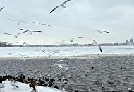 33_5005 Die Aussenalster ist erst teilweise zugefroren; im Bereicht der Kennedybrcke schwimmen Enten und Mwen im offenen Wasser der Alster. Am gegenber liegenden Alsterufer sind die Hochhuser vom Mundsburg zu erkennen. Hamburger Winter - Vgel an der Aussenalster. 