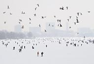 54_6068 Ein Schwarm Mwen berquert die Menschenmenge auf der zugefrorenen Alster - die Hamburger Silhouette von St. Georg verschwindet am gegenber liegenden Alsterufer im Dunst. Eisiger Winter in der Hansestadt - Hamburger und Hamburgerinnen auf dem Eis der Alster.