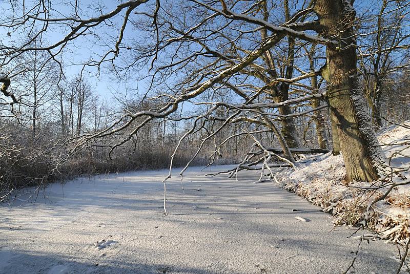 71_2933 Der Hamburger Fluss die Alster liegt zugefroren in der Wintersonne. Kahle schneebedeckte Bume stehen am Ufer der Alster im Stadtteil Hamburg Duvenstedt / Poppenbttel. Winterimpressionen aus Hamburg - der Lauf der Alster bei Poppenbttel.