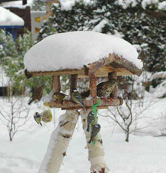 74_1002 Vogelftterung im Winter - das Dach vom Vogelhaus ist mit hohem Schnee bedeckt. Meisen hngen an den Meisenkndeln und Fettnssen und fressen die spezielle Winternahrung; Ein Spatz setzt zur Landung an, whrend eine Drossel und  ein Grnfink im Futterhaus sitzen.  Wintermotive aus Hamburg - Winterftterung von Gartenvgeln.