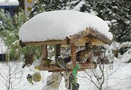 74_1002 Vogelfütterung im Winter - das Dach vom Vogelhaus ist mit hohem Schnee bedeckt. Meisen hängen an den Meisenknödeln und Fettnüssen und fressen die spezielle Winternahrung; Ein Spatz setzt zur Landung an, während eine Drossel und  ein Grünfink im Futterhaus sitzen.  Wintermotive aus Hamburg - Winterfütterung von Gartenvögeln.