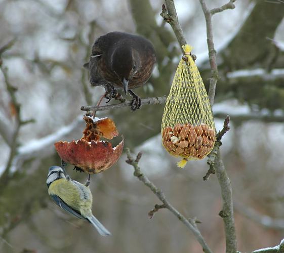 75_1003 Eine Meise sitzt an einem angefressenen Apfel, der fr die winterliche Wildvogel- ftterung am Apfelbaum belassen wurde. Eine Amsel sitzt auf einem Ast darber und betrachtet das Futter. Rechts ein Sckchen mit Erdnssen zur Meisenftterung. Wintermotive aus Hamburg - Winterftterung von Wildvgeln. 