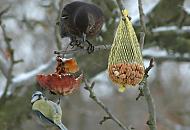 75_1003 Eine Meise sitzt an einem angefressenen Apfel, der fr die winterliche Wildvogel- ftterung am Apfelbaum belassen wurde. Eine Amsel sitzt auf einem Ast darber und betrachtet das Futter. Rechts ein Sckchen mit Erdnssen zur Meisenftterung. Wintermotive aus Hamburg - Winterftterung von Wildvgeln. 