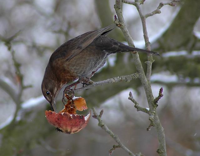 77_1980 Eine Amsel sitzt auf einem Zweig eines Apfelbaum und frisst aus einem hngen gebliebenen Apfel. Als Winternahung sind Frchte wie z.B. pfel fr viele Wildvgel sehr gut geeignet. Winterbilder aus Hamburg - eine Amsel frisst die Frucht im Apfelbaum.