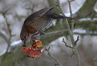 77_1980 Eine Amsel sitzt auf einem Zweig eines Apfelbaum und frisst aus einem hängen gebliebenen Apfel. Als Winternahung sind Früchte wie z.B. Äpfel für viele Wildvögel sehr gut geeignet. Winterbilder aus Hamburg - eine Amsel frisst die Frucht im Apfelbaum.