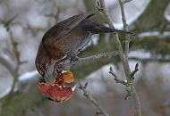 77_1980 Eine Amsel sitzt auf einem Zweig eines Apfelbaum und frisst aus einem hngen gebliebenen Apfel. Als Winternahung sind Frchte wie z.B. pfel fr viele Wildvgel sehr gut geeignet. Winterbilder aus Hamburg - eine Amsel frisst die Frucht im Apfelbaum.