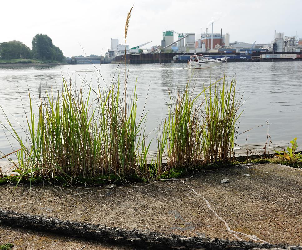 01149_7527 Gras wchst am Rand der Pontonanlage der ehem. Zollstation von Entenwerder, Hamburg Rothenburgsort - ein Sportboot fhrt auf der Norderelbe Richtung Elbbrcken; am gegenberliegenden Elbufer die Einfahrt zum Peuter Kanal auf der Veddel.