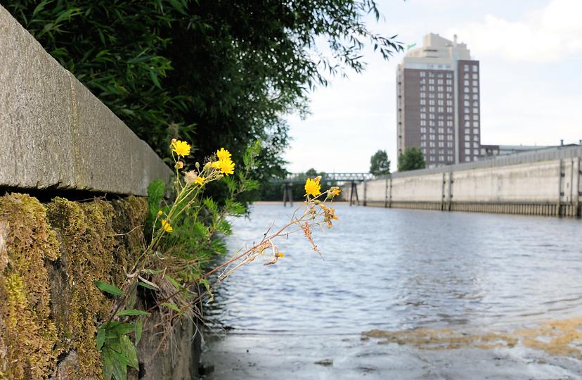 01168_5764 Alte Kaimauer im Hafenbecken des Haken in Hamburg Rothenburgsort - die Steine sind mit Moos bewachsen, Blumen blhen in den Mauerritzen. Im Hintergrund die Hochwasseranlage am Alexandra Stieg und das Hotel Holiday Inn.