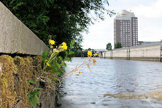 01168_5764 Alte Kaimauer im Hafenbecken des Haken in Hamburg Rothenburgsort - die Steine sind mit Moos bewachsen, Blumen blhen in den Mauerritzen. Im Hintergrund die Hochwasseranlage am Alexandra Stieg und das Hotel Holiday Inn.