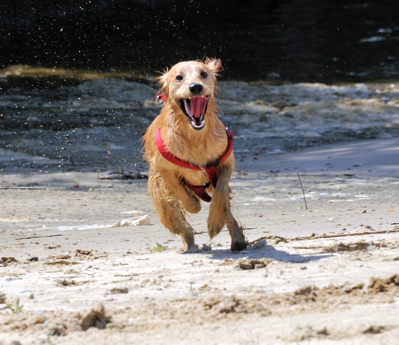 01170_5758 Ein Hund spielt auf dem Sandstrand des ehem. Hafenbeckens vom Haken in Hamburg Rothenburgsort.