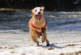 01170_5758 Ein Hund spielt auf dem Sandstrand des ehem. Hafenbeckens vom Haken in Hamburg Rothenburgsort.