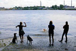 01176_5738 Hundetummelplatz im Elbpark Entenwerder / Rothenburgsort - Hunde spielen an der schrg ins Wasser laufenden Slipanlage in der Norderelbe.