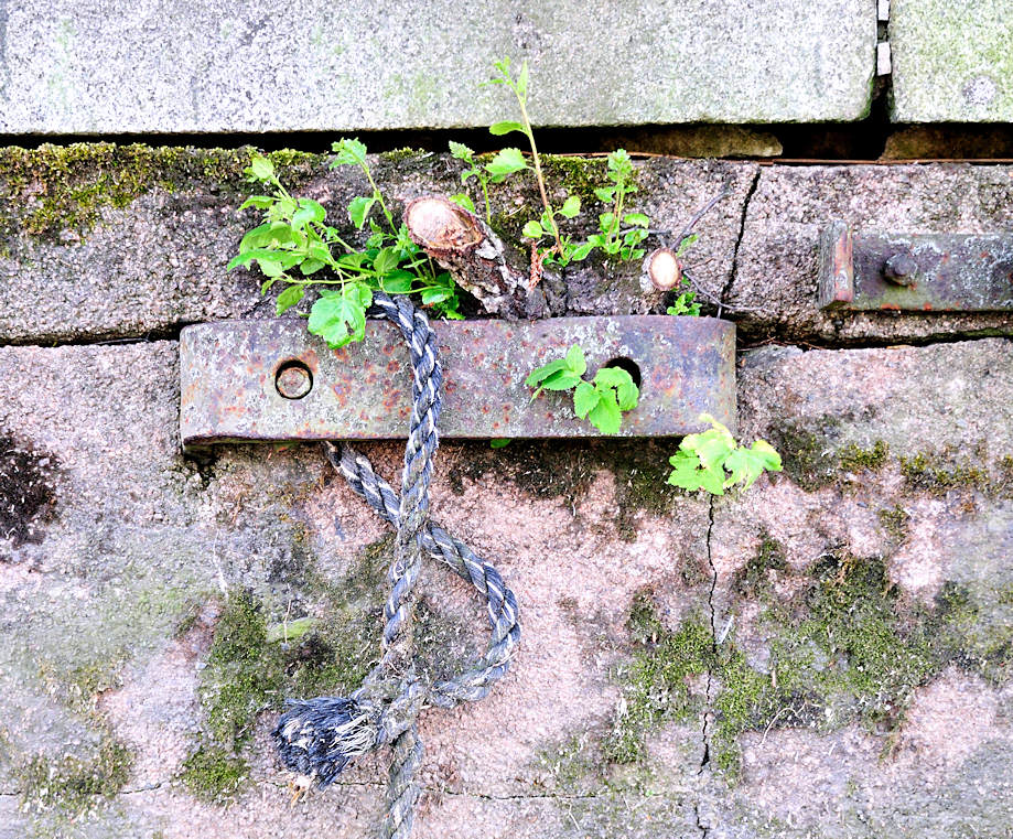 01193_5766 Alter Eisenbeschlag mit Schiffstau an der Kaimauer vom Hafenbecken Haken in Hamburg Rothenburgsort - Moos wchst auf dem Stein Grnpflanzen spriessen in den Mauerfugen.