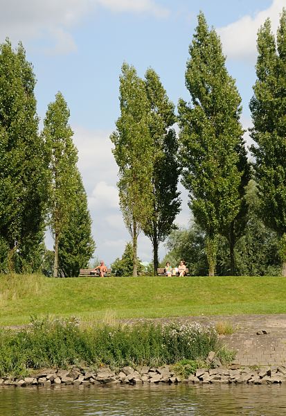 01198_3722 Blick vom Wasser auf die Grnanlage Entenwerder am Ufer der Norderelbe - Sitzbnke unter Bumen. 