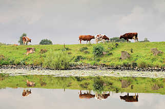 1444 Khe auf dem Deich an der Eider spiegeln sich im Wasser - Regenhimmel.