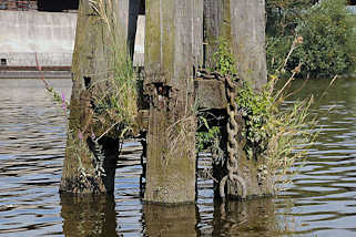 3766 Alte Holzdalben mit Grsern bewachsen - Moldauhafen, Hafenbecken im Hambuger Stadtteil Kleiner Grasbook.