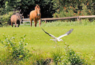 7684 Pferde auf einer Weide am Ufer der Dove-Elbe; ein Weissstorch setzt zum Abflug an. Fotos aus dem Hamburger Stadtteil Allermhe.