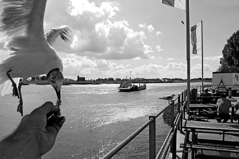 Stadtteil KIRCHWERDER - Bezirk HAMBURG BERGEDORF. Bis 1217 wurde die Region als Remerswerder bezeichnet, erst dann wurde sie Kercewerder genannt. Zwischen 1314 und 1344 wurde einer der Elbarme, die Gose Elbe, durch Deiche in ein festes Bett gezwungen. Zwei kleinere Elbinseln, Ohe und Krauel, wurden dabei zu Festland. West-Krauel wurde Teil Kirchwerders, Ohe wurde zwischen Kirchwerder und dem benachbarten Kirchspiel Neuengamme aufgeteilt. 1868 kaufte Hamburg die Hoheitsrechte von Lübeck, so dass die gemeinsame Verwaltung endete und die Vierlande – und damit Kirchwerder – nur noch zu Hamburg gehörte. Auf eine Gebiet von 50,7 km² leben ca. 8800 Einwohner. Zollenspieker, Fähre über die Elbe - Imbiss am Anleger.
