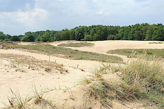 5606 Dnenlandschaft in der Boberger Niederung - der Sand wird von Strandhafer gehalten - im Hintergrund Bume der Boberger Niederung im Hamburger Stadtteil Lohbrgge im Bezirk Hamburg Bergedorf.