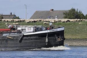 Binnenschiff Thorsten auf der Elbe vor Hamburg Neuengamme - eine Schafherde grast auf dem Elbdeich. Hausdcher hinter der Deichkrone. Bilder von Hamburg NEUENGAMME, Bezirk BERGEDORF. Das Dorf Neuengamme wurde zum ersten Mal im Jahr 1212 urkundlich erwhnt und im Jahr 1316 ist das Dorf so gro, dass der erste Pastor in die Kirche St. Johannis einzieht. Neuengamme ist Teil der fruchtbaren Vierlande. 1620 berquerten die Lneburger die Elbe und verleibten die Vierlande, damit auch Neuengamme, ihrem Herrschaftsgebiet ein. Erst 1867 werden die Vierlande unter Hamburger Verwaltung gestellt. Auf einer Flche von 18,6 km leben ca. 3400 Menschen. 