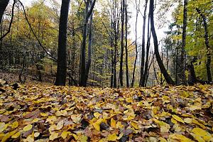 Mit Herbstlauf dicht bedeckter Waldboden im Saselbek Wald. Bilder aus den Stadtteilen und Bezirken der Hansestadt Hamburg - Fotos von Hamburg SASEL, Bezirk Hamburg WANDSBEK. 1296 wurde das Dorf Sasel erstmals urkundlich erwhnt - der Name ist zurckzufhren auf das altschsisch-niederschsische Sasslo "Sachsenhain. 1864/67 kam es mit der Provinz Schleswig-Holstein an Preuen und 1937 mit zahlreichen anderen stormarnschen Drfern an Hamburg. Sasel hat eine Flche von 8,4 km und ca. 22 000 Einwohner.
