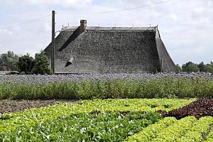 Feld mit Salat - Reetdach eines Bauernhauses im Stadtteil Spadenland. Fotos von Hamburg SPADENLAND, Bezirk Hamburg BERGEDORF. Seit 1465 hat Spadenland seinen heutigen Namen, der vom alten Deichrecht, dem Spadelandsrecht, abgeleitet ist, das besagte, dass sich jeder Anwohner am Erhalt und der Pflege des lebensnotwendigen Deichs zu beteiligen hatte. Kam ein Anwohner seiner Verpflichtung nicht nach, konnte er enteignet werden. Auf einer Flche von 3,4km leben ca. 450 Einwohner im Stadtteil Spadenland.