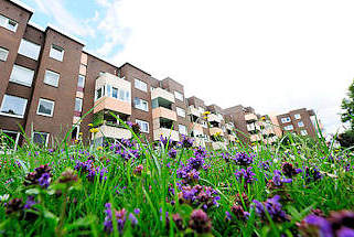 5131 Blumenwiese im Innenhof eines Wohnblocks in Hamburg Steilshoop.