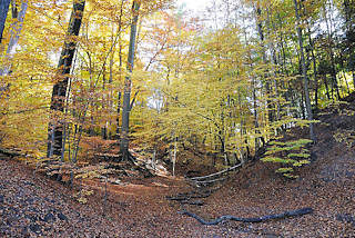 1710 Alsterwanderweg in Hamburg Wellingsbüttel; Herbstwald, Herbstlaub auf dem Waldboden.