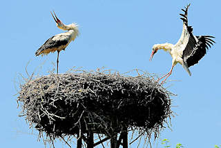 2796 Storchennest am Ufer der Havel in der Hansestadt Havelberg - ein Storch landet am Nestrand und wird vom anderen begrsst.