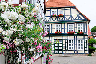 4837 Blhende Klettterrosen an einer Hausfassade, Fachwerkhaus in der Hansestadt Salzwedel.