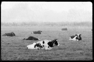 9490 Wiese mit Khen - Feld in Otterndorf