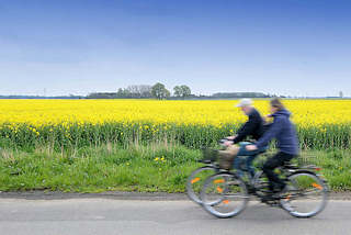 8802 Fahrradtour durch die Elbmarsch - blhendes Rapsfeld in Seester; Paar Fahrrad fahrend.